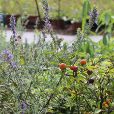 atelier_bons_plants_aromatique