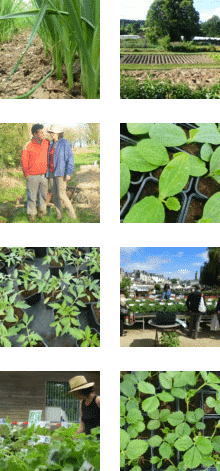 Atelier des Bons Plants caden producteur de plants et semences bio