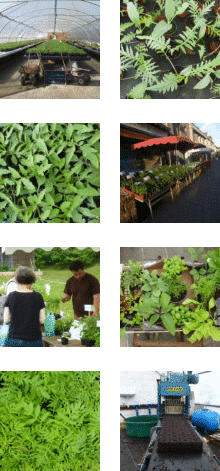 Atelier des Bons Plants caden producteur de plants et semences bio