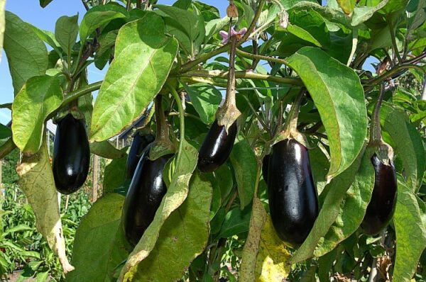 Graines aubergine Bio de l'Atelier des Bons Plants