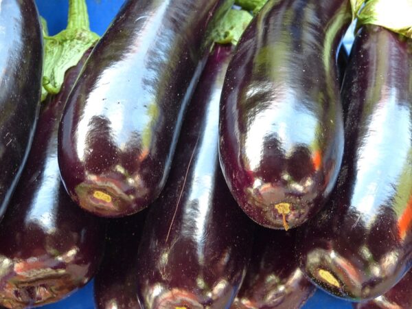 Graines aubergine Bio de l'Atelier des Bons Plants