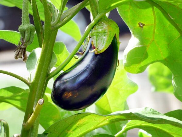 Graines aubergine Bio de l'Atelier des Bons Plants