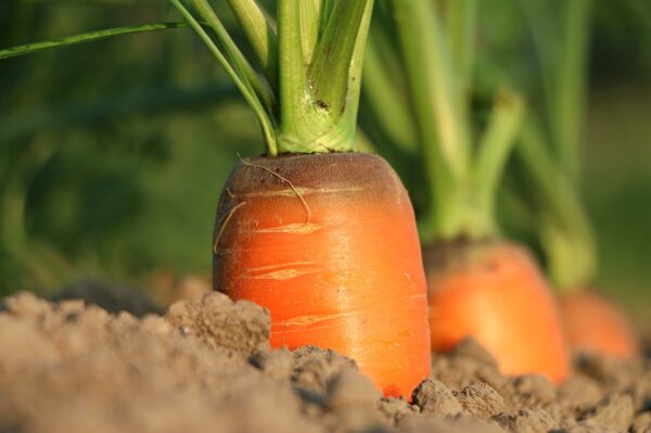 Graines de carottes Bio de l'Atelier des Bons Plants