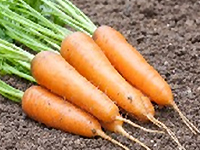 semences carottes Bio de l'Atelier des Bons Plants