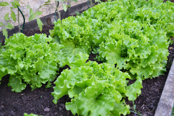 semences laitue Bio de l'Atelier des Bons Plants