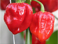 semences piment Bio de l'Atelier des Bons Plants