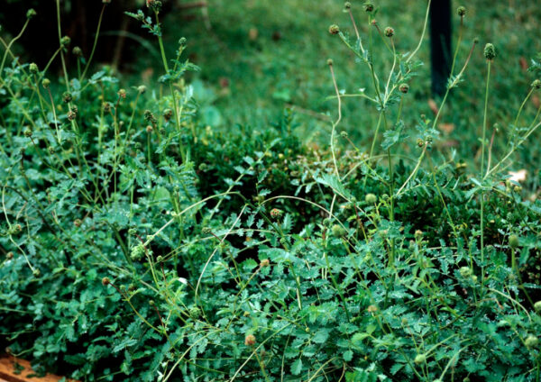 semences pimprenelle Bio de l'Atelier des Bons Plants