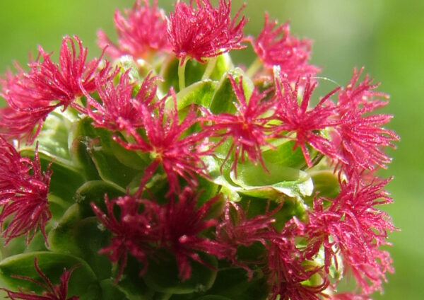 semences pimprenelle Bio de l'Atelier des Bons Plants