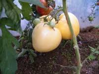 Graines tomates Bio de l'Atelier des Bons Plants