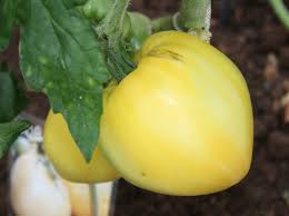 semences et graines tomates blanche Bio de l'Atelier des Bons Plants