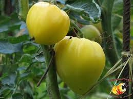 semences tomates Bio blanche de l'Atelier des Bons Plants