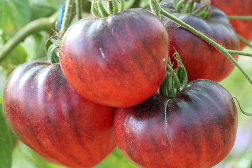 semences tomates Bio de l'Atelier des Bons Plants