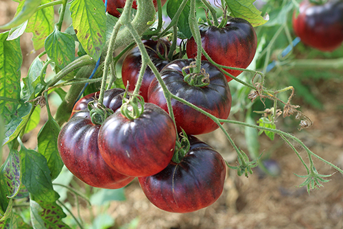 semences tomates Bio de l'Atelier des Bons Plants