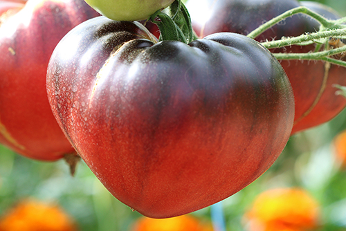 tomate coeur de boeuf bleue l'Atelier des Bons Plants