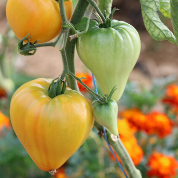 Tomate Bio Coeur de Boeuf Ananas