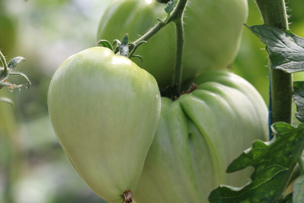 Tomate Bio Coeur de Boeuf Ananas