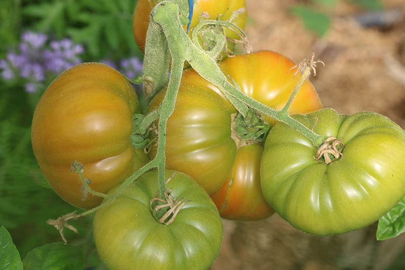 Tomate standard Ananas - Bio - Jardins de l'écoumène