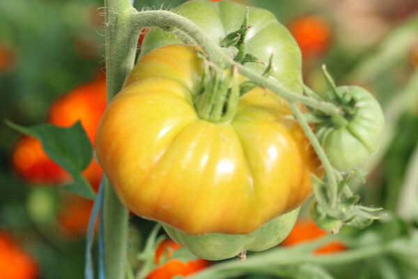 Tomate Bio Joyau d' Oaxaca