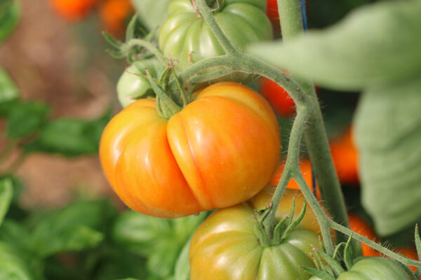 Tomate Bio Joyau d' Oaxaca