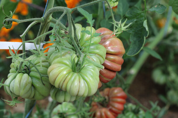 Tomate Bio Zapotec Brown