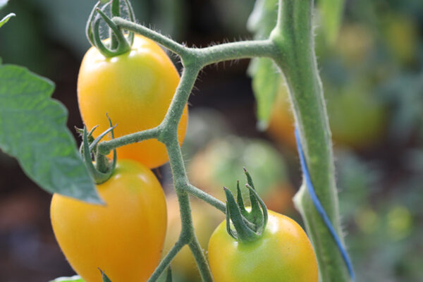 Tomate Bio de Barao Gold