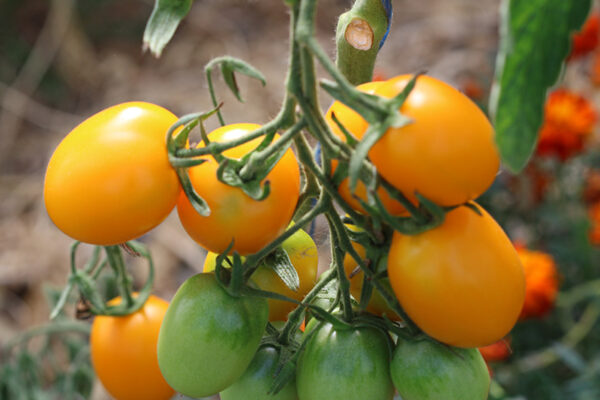 Tomate Bio de Barao Gold