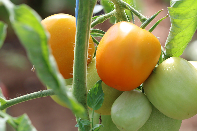 Tomate Bio Jaune Flammée