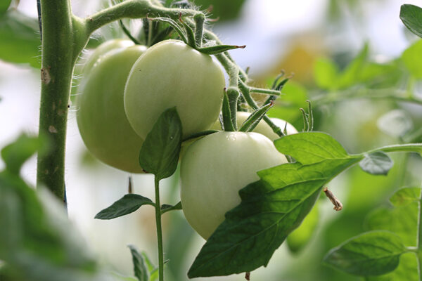 Tomate Bio Jaune Flammée