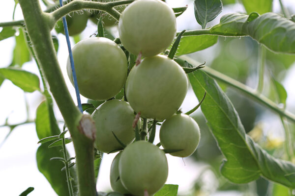 Tomate Bio Jaune Flammée