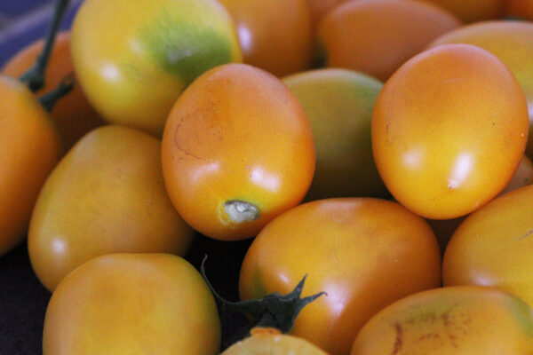 Tomate Bio de Barao Gold
