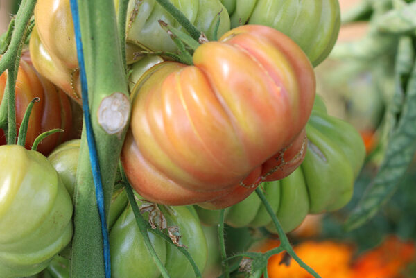 Tomate Bio Zapotec Pink