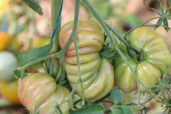 Tomate Bio Zapotec Pink