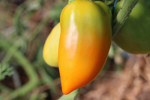 Tomate Bio Cornue des Andes jaune