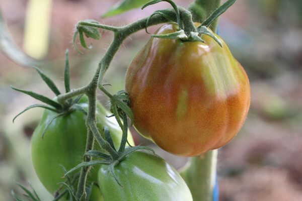 Tomate Bio Poire noire