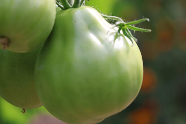 Tomate Bio Poire noire