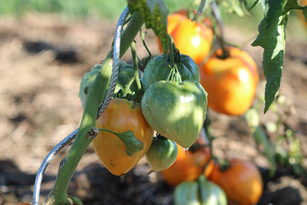 Tomate Bio Coeur de Boeuf Orange