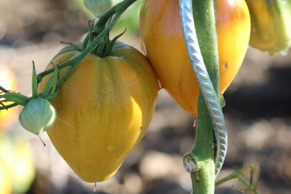 Tomate Bio Coeur de Boeuf Orange
