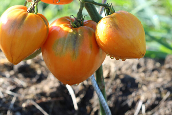 Tomate Bio Coeur de Boeuf Orange