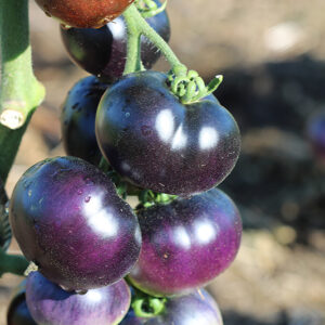 Tomates autres couleurs