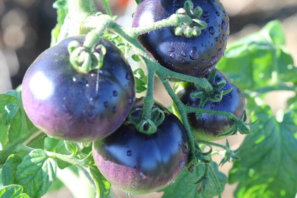 Tomate Bio Osu blue