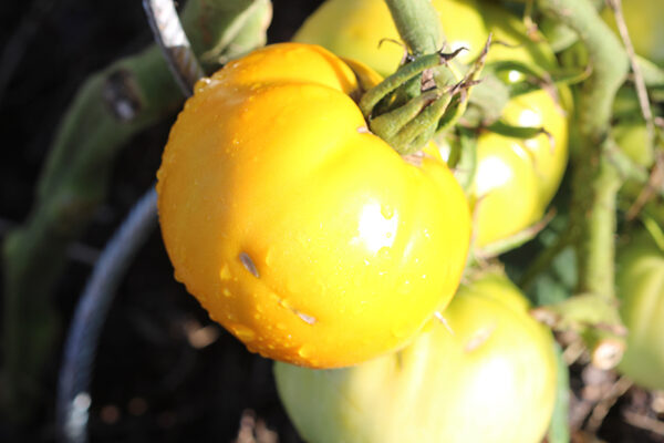 Tomate Bio Jaune de Belgique