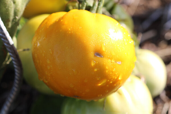 Tomate Bio Jaune de Belgique