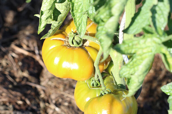 Tomate Bio Ananas Noire