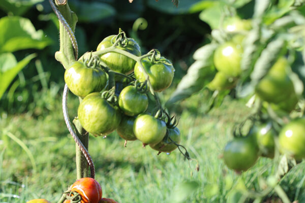 Tomate Bio Black Zebra