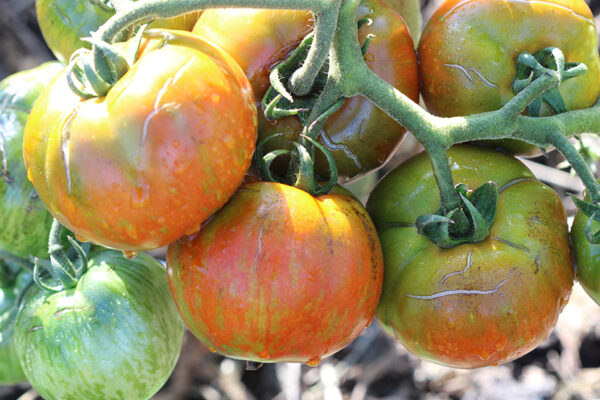 Tomate Bio Black Zebra