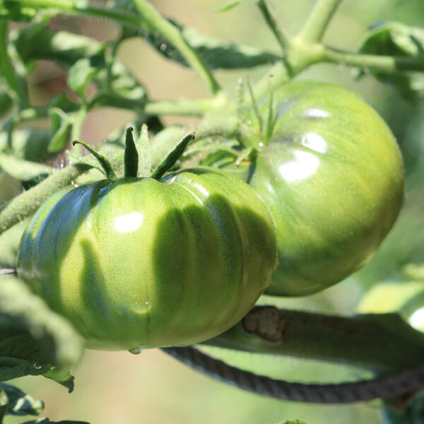 Tomate Bio noire de Crimée