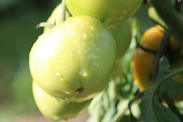 Tomate Bio Moon glow