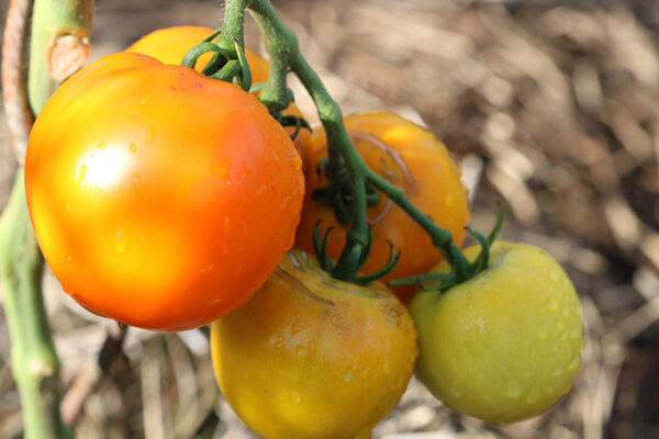 Tomate Bio Moon glow