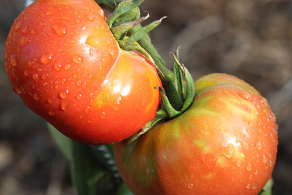 Tomate Bio Rose de Berne