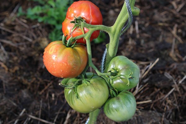 Tomate Bio Rose de Berne